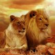 Avatar de saberdeanimales